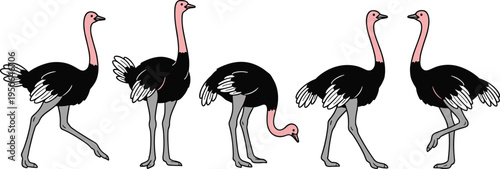 Ostrich bird illustration collection, African wildlife ostrich in different poses vector animal set isolated on white background