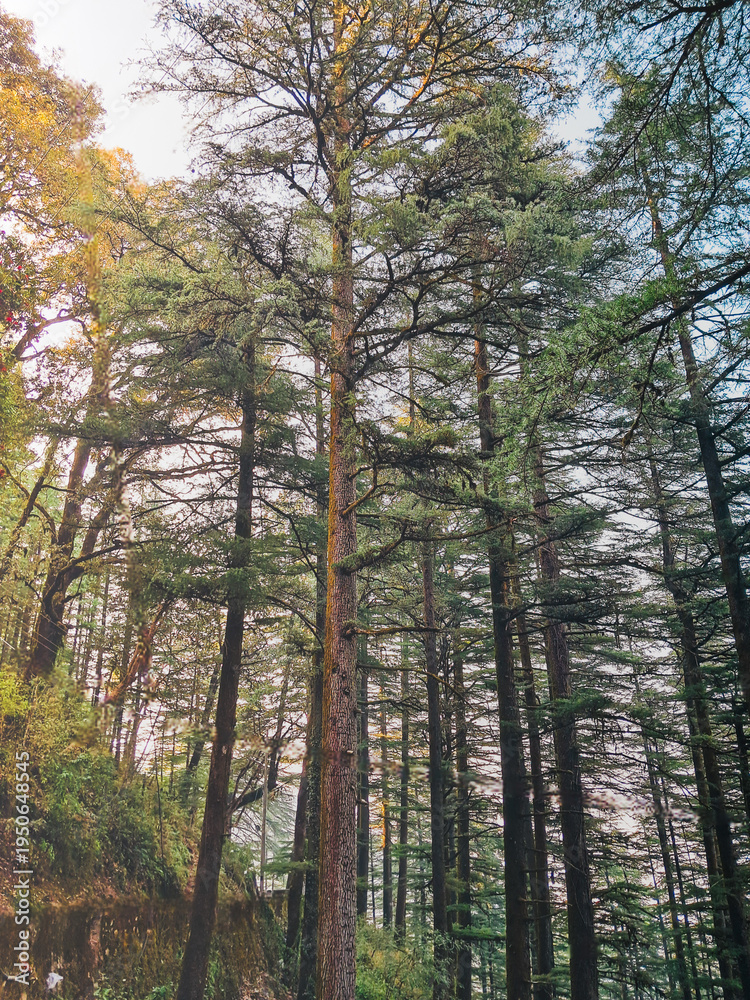 Obraz premium forest in autumn