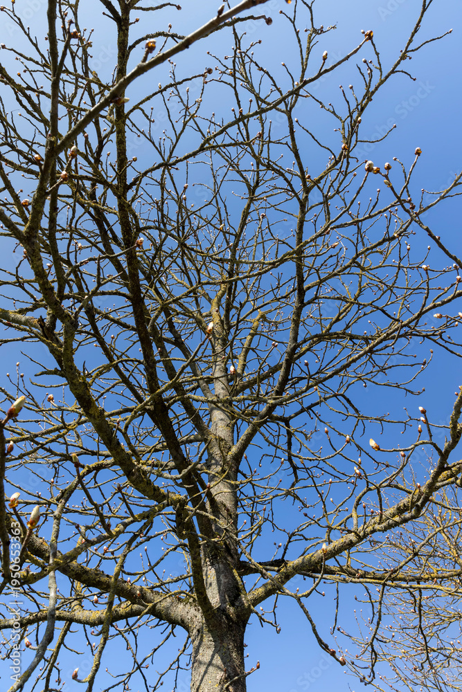 Obraz premium bare trees in the spring season, warm spring weather in the park with different types of trees with dead foliage on these trees