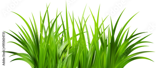 Realistic green grass. Bushes of fresh greens. Spring meadow. Summer lawn. Glade with plants. Nature landscape vector illustration.