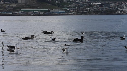 Slow-motion video clip filmed from a moving boat. The clip captures various aquatic birds floating and others diving in the waters of the Beagle Channel. 