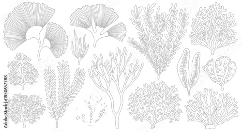 Assorted grayscale illustrations of marine seaweed and plant fronds.