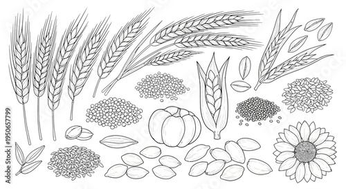 Botanical illustration of wheat, barley, seeds, and pumpkin plants with detailed line art.