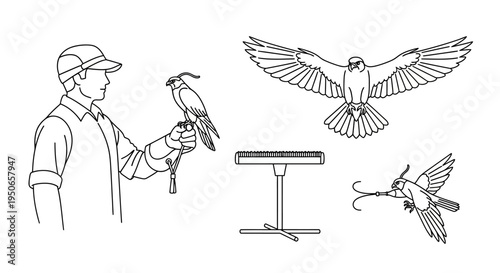 Bird trainer and parrots with perch and flight demonstration in line art illustration.