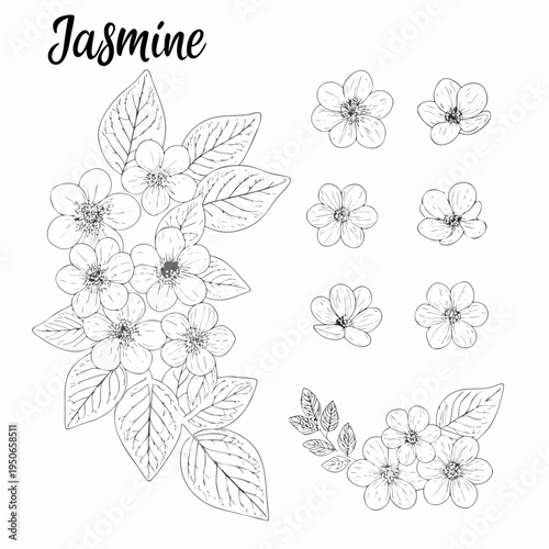 Detailed botanical illustration of jasmine flowers and green leaves