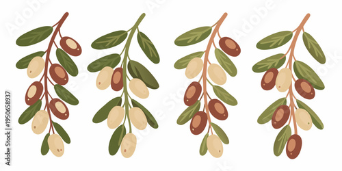 Illustration of olive branches with green leaves and ripening olives