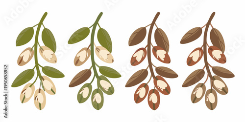 Illustration of two branches displaying green and brown seed pods