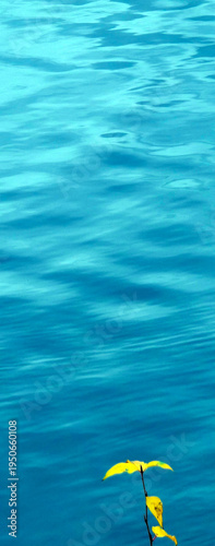 Εκτύπωση καμβά Ripples of Blue or Teal Water with Plant with leaves in the forefront -Backdrop,