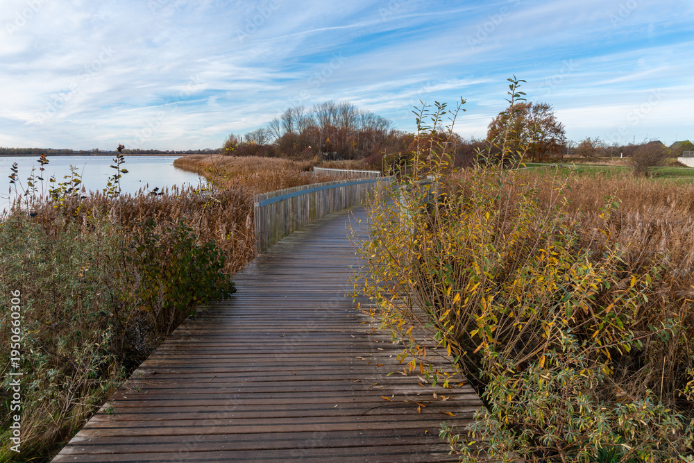 Obraz premium Wooden boardwalk pathway winding through dense reed vegetation near a calm lakeshore. The trail crosses a wetland ecosystem dominated by common reed grass creating a scenic nature route used for walki