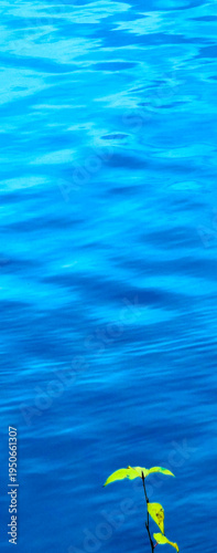 Картината върху платно Ripples of Blue or Teal Water with Plant with leaves in the forefront -Backdrop,