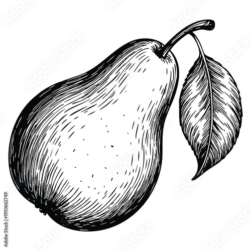 Pear ink sketch isolated on white background hand drawn vector illustration in retro style detailed fruit artwork for vintage food design themes