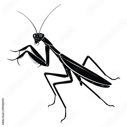 Praying mantis insect black and white vector illustration drawing isolated on white background detailed nature artwork