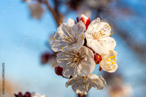 Apricot tree flowers with soft focus. Spring white flowers on a tree branch. Apricot tree in bloom. Spring, seasons, white flowers of apricot tree close-up.