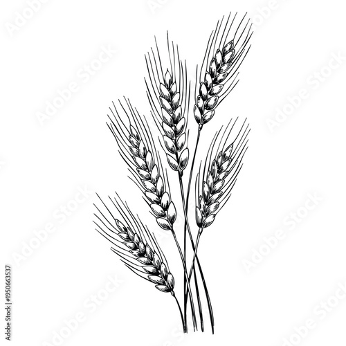 Retro style wheat hand drawn vector illustration isolated on white background agriculture design element