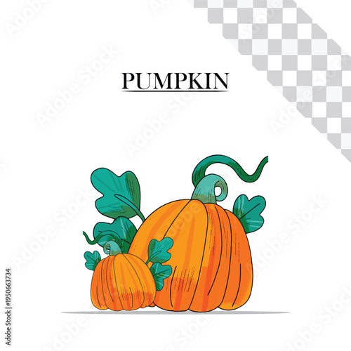 pumpkin illustration