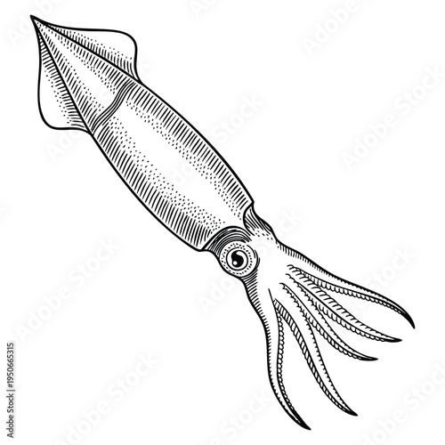 Squid ink sketch isolated on white background hand drawn vector illustration in retro style for seafood menu ocean theme or artistic vintage design