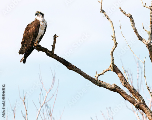 Osprey in flight
