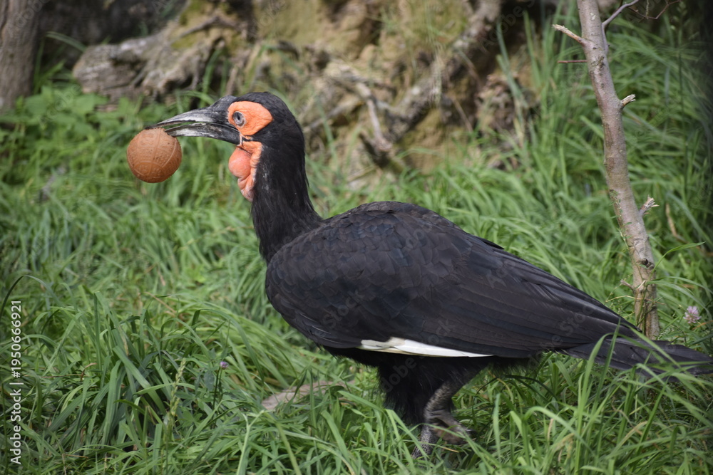 Fototapeta premium Kafir hornbill holding orange object in beak in grassy environment