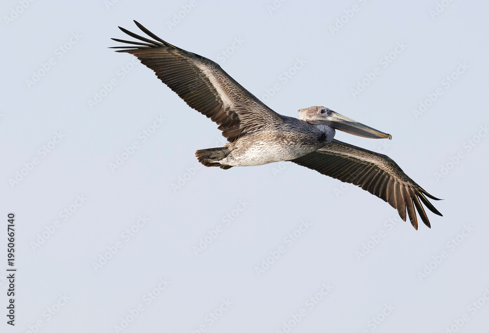 Obraz premium Pelicans in flight and perched on shore
