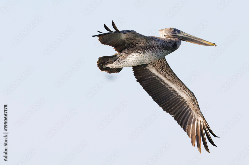 Obraz premium Pelicans in flight and perched on shore