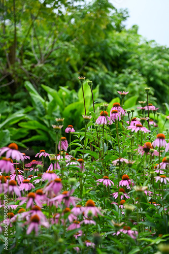 Wallpaper Mural pink flowers in the garden Torontodigital.ca