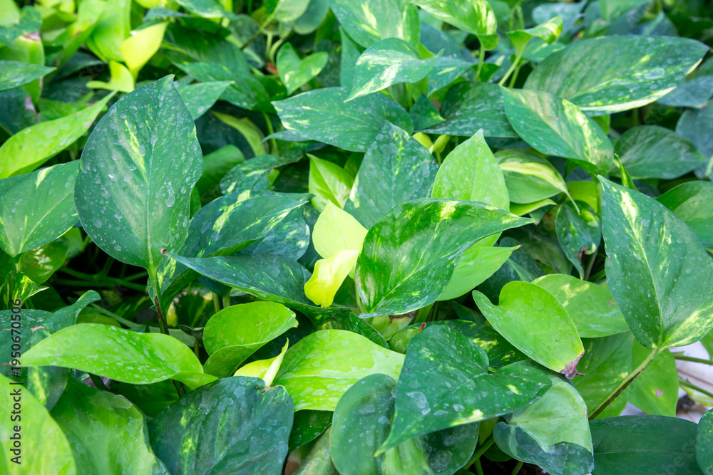 Obraz premium Close-up of Golden Pothos - Epipremnum Aureum - Ivy Leaves with Natural Green Texture