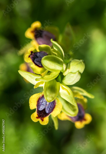 Fotografie Wild orchid flower, ophrys lutea, Izmir / Turkey