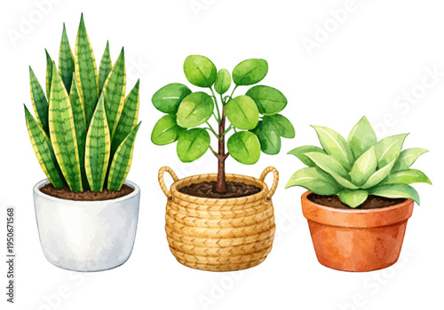A watercolor collection of potted houseplants, featuring snake plant, jade plant, and succulent in decorative pots with lush green leaves, isolated on a transparent background.