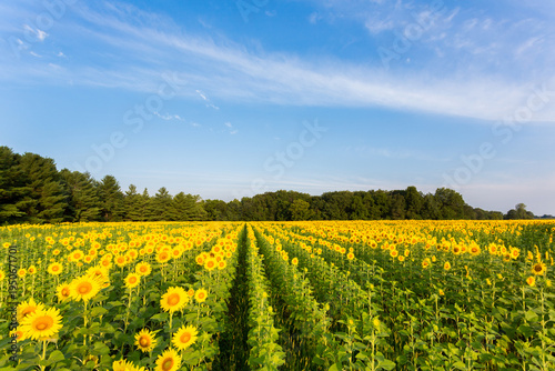Schilderij op canvas 63801-07414 Sunflower field Sam Parr State Park Jasper County, IL