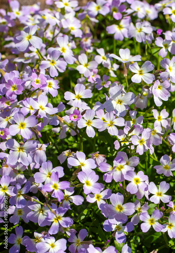 Aubrieta deltoidea or Virgi...