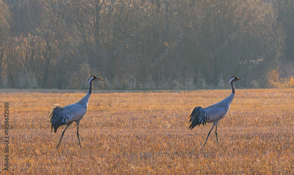Obraz premium Crane bird - Grus grus, adult birdsdancing in the field. Wildlife scene of a Crane