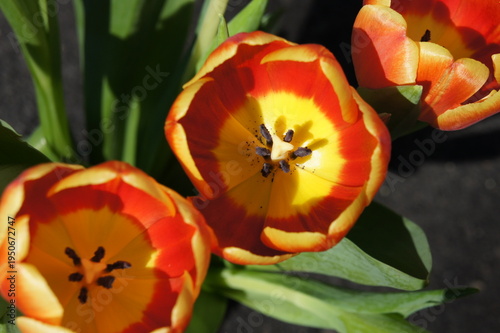 Spring Tulips