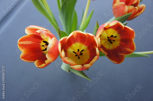 Spring Tulips