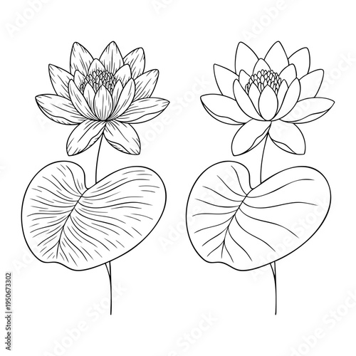 Water lily illustration - July birth month flower, line art vector set in monochrome style. Hand drawn botanical floral sketch expressing individuality, minimalism and tattoo design concept.