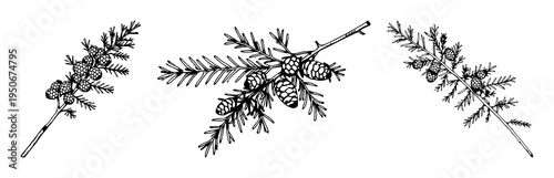 Cedar branch set with botanical engraving style featuring clusters of cones, nature, evergreen with trees and foliage