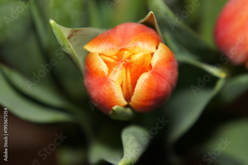 Spring Tulips