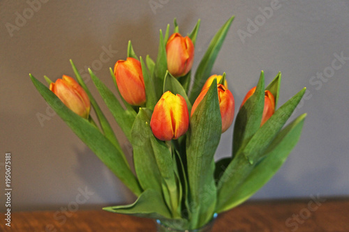 Spring Tulips