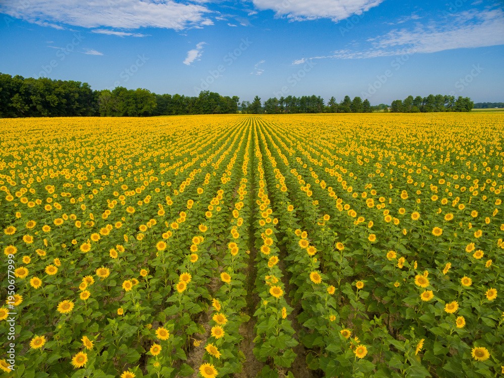 Fototapeta premium 63801-11309 Sunflower field-aerial Jasper Co. IL
