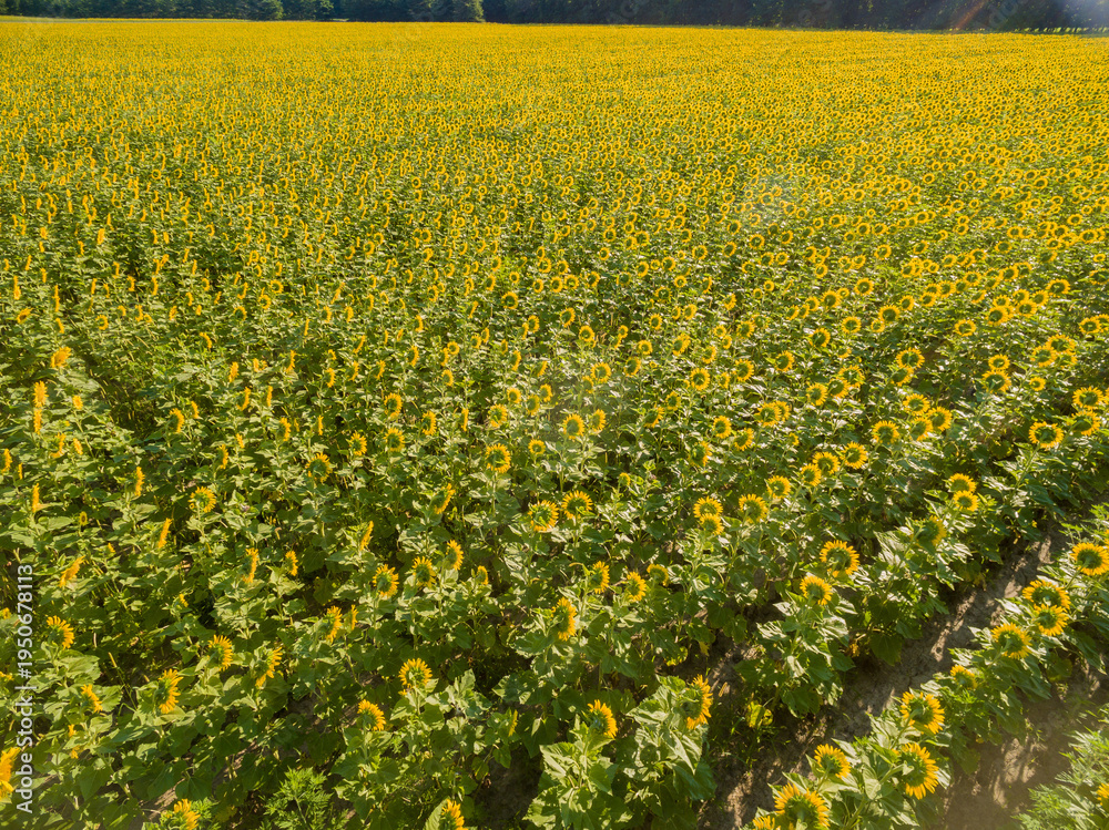 Obraz premium 63801-11413 Sunflower field-aerial Jasper Co. IL