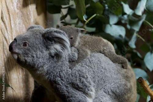 Photography koala in a tree