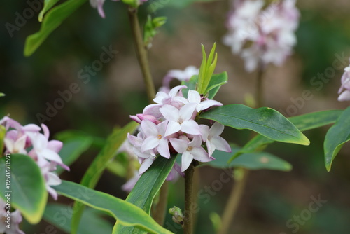 Photos Daphne 'Spring Beauty'