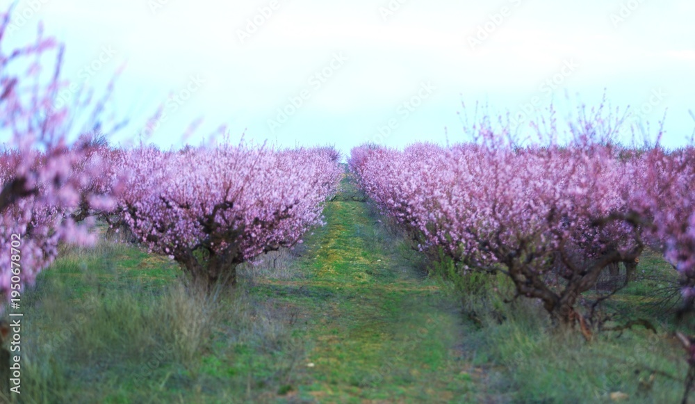 Obraz premium Beautiful Cherry Blossom or Sakura flower on nature background,soft focus and retro color toned.