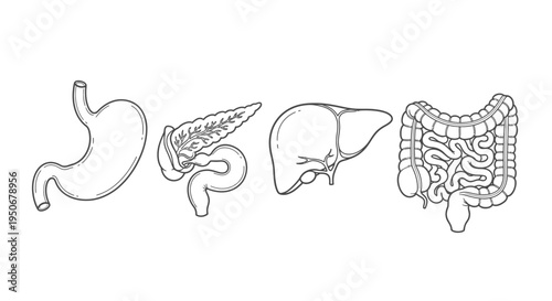 human digestive organs line art illustrations including stomach pancreas liver and intestines for medical and educational content