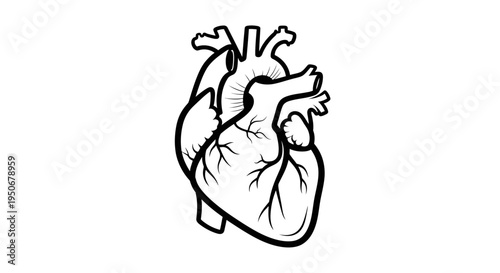 human heart illustration a detailed anatomical black and white medical graphic for biology and healthcare concepts