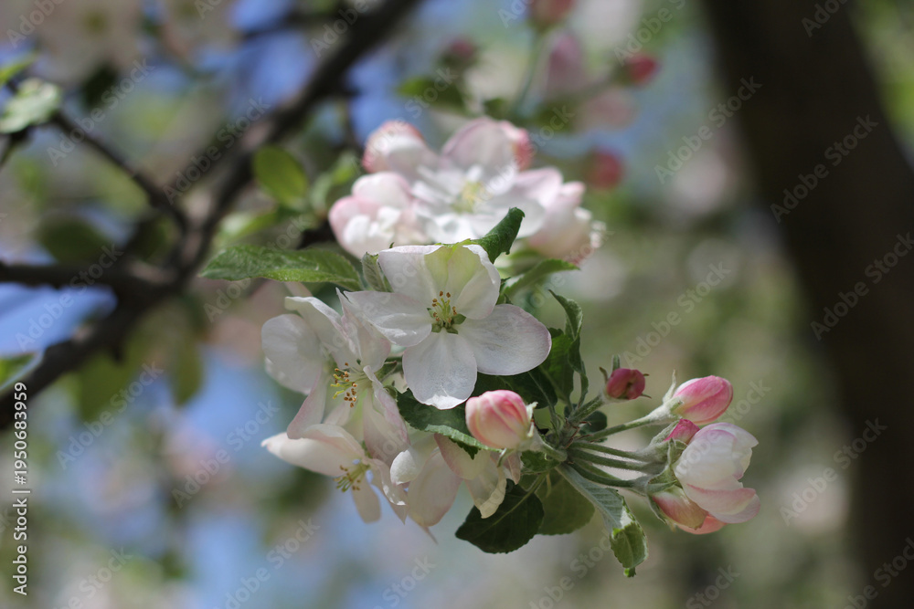 Obraz premium Delicate pink and white apple blossom cluster on a branch against a blurred blue sky
