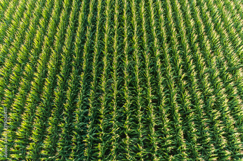 63801-15608 Aerial view of corn field Marion Co. IL