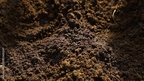 Covering radish seeds with soil after planting