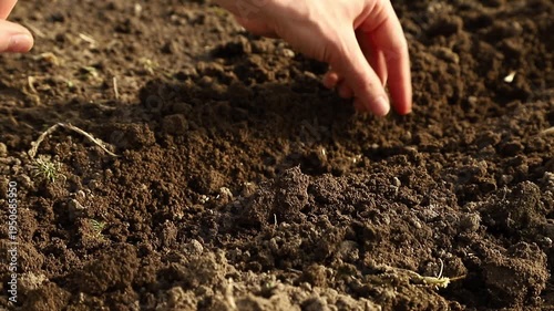 Close up of a farmer's hands sowing small seeds into fertile soil in a vegetable garden