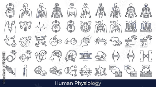 Physiological structures and functional body components illustrating the organization of the human organism represented as clean