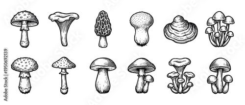 Set of various hand-drawn mushrooms sketched in a vintage black and white engraving style, showing different types of fungi for a botanical or scientific illustration collection